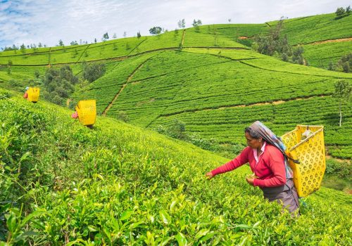 15979547-female-worker-at-tea-plantation-nuwara-eliya